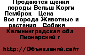 Продаются щенки породы Вельш Корги Пемброк › Цена ­ 40 000 - Все города Животные и растения » Собаки   . Калининградская обл.,Пионерский г.